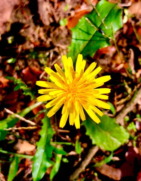 Closeup Dandelion Blossom — Stock Photo, Image