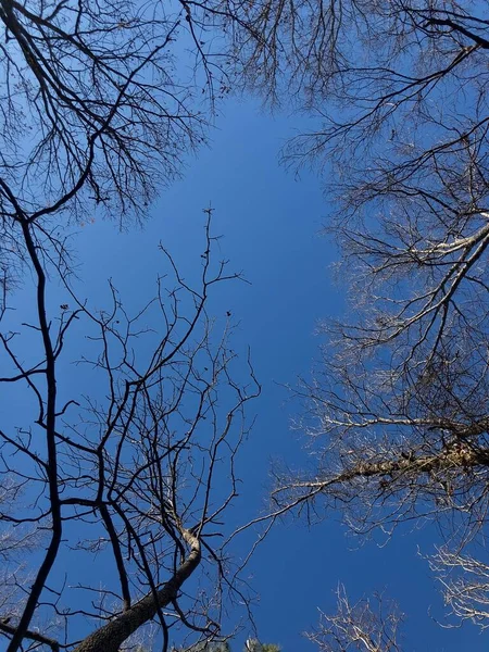 Alacsony Szögű Perspektívája Fák Csupasz Ágak Ellen Fényes Kék Őszi — Stock Fotó