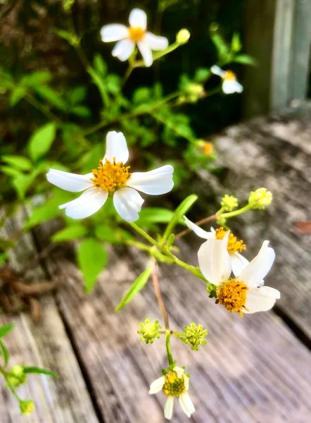 Zbliżenie Białych Dzikich Kwiatów Naturalnym Otoczeniu — Zdjęcie stockowe
