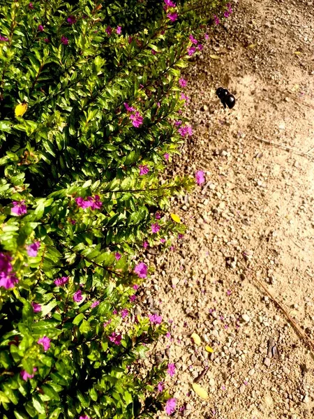 Вид Зверху Садову Сцену Рамою Розділеною Пишне Квіткове Листя Гравійну — стокове фото