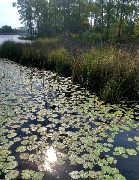 沼泽地旁边草甸海岸附近湖上百合花垫的景致 — 图库照片