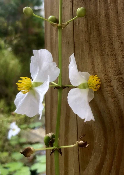 Zbliżenie Białych Dzikich Kwiatów Naturalnym Otoczeniu — Zdjęcie stockowe