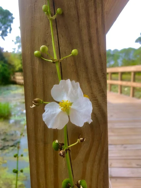 Nahaufnahme Weißer Wildblumen Natürlicher Umgebung — Stockfoto