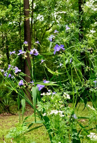Zbliżenie Purpurowe Kwiaty — Zdjęcie stockowe