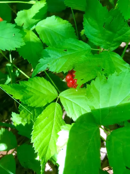 未成熟的红黑莓和鲜绿的叶子 — 图库照片