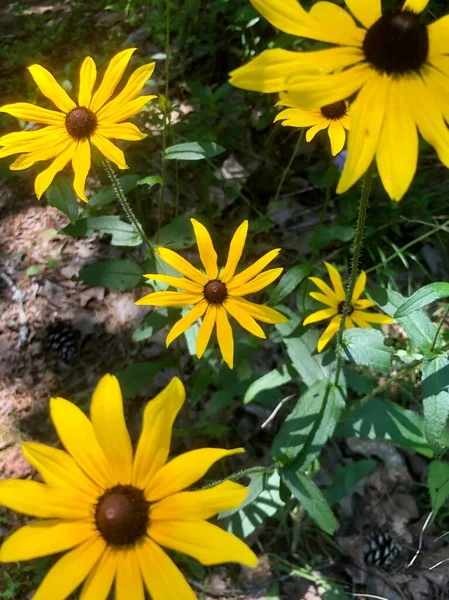Flores Anaranjadas Sin Cultivar Soleado Día Verano —  Fotos de Stock
