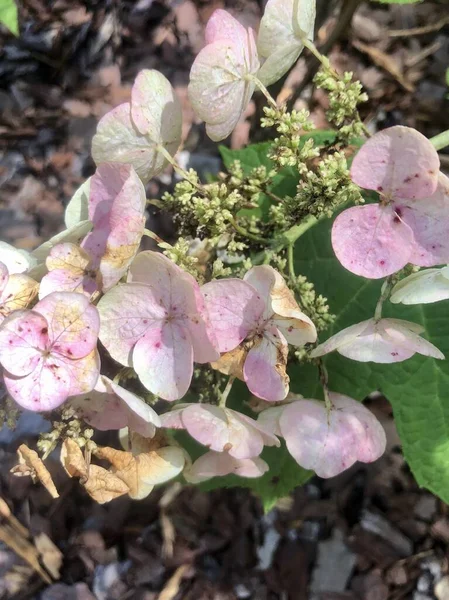 Wilde Rosa Und Weiße Hortensien Wald — Stockfoto