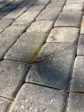 Extreme closeup of single clump of green grass growing between cracks in walkway  clipart