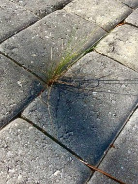 Extreme closeup of single clump of green grass growing between cracks in walkway  clipart