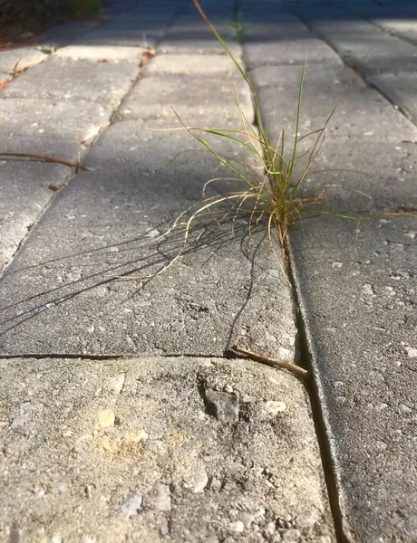 Extreme Close Van Enkele Klomp Groen Gras Groeien Tussen Scheuren — Stockfoto