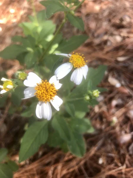 Closeup Overhead View White Daisies Natural Setting Forest — Stock Photo, Image