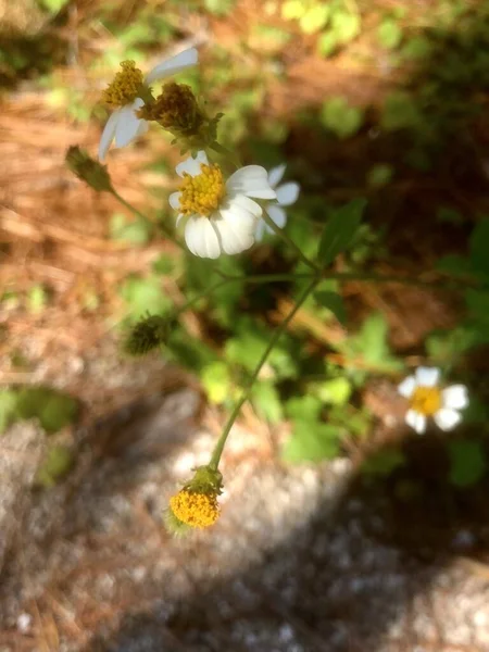 Closeup Overhead View White Daisies Natural Setting Forest — Stock Photo, Image