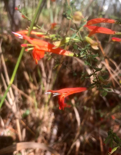 Zbliżenie Delikatnych Czerwonawo Pomarańczowych Kwiatów Trąbki Lesie — Zdjęcie stockowe