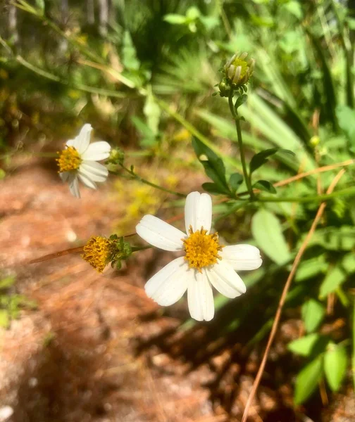 Focus Sélectif Sur Marguerite Blanche Plein Air Lumière Naturelle — Photo