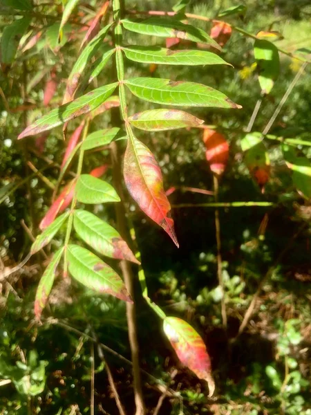 나뭇잎의 변화가 녹색과 노란색의 잎으로 뒤덮인 태양의 — 스톡 사진