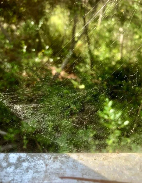 Nahaufnahme Spinnennetz Wald Auf Holzgeländer — Stockfoto