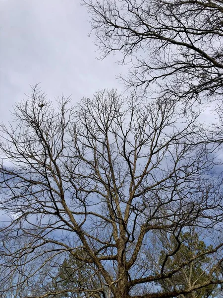 Ramos Árvores Nuas Contra Céu Inverno Nublado — Fotografia de Stock