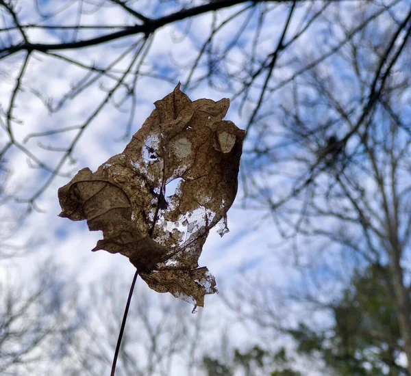 배경에 나뭇가지가 파랗고 하늘에 역광을 강조되어 — 스톡 사진