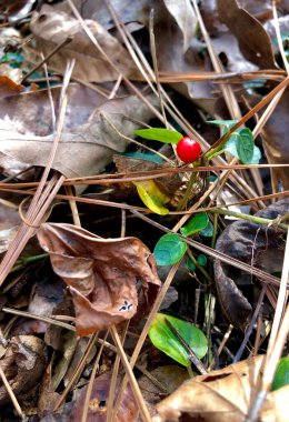 Orman zemininde tek kırmızı dut 