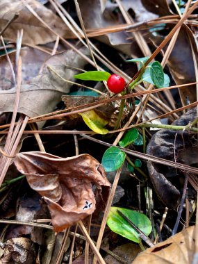 Orman zemininde tek kırmızı dut 