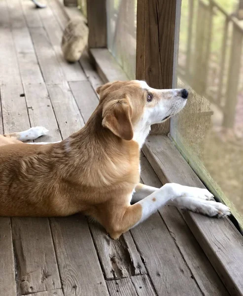 Gemengde Ras Bruine Witte Hond Liggend Afgeschermde Veranda Stockfoto