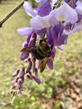 Bumblebee Wisteria 'da çiçek açıyor 