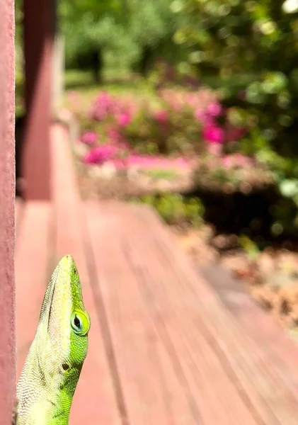 Zbliżenie Pionowe Jasne Zielone Jaszczurka Gecko Ganku Słońcu — Zdjęcie stockowe