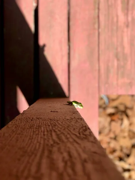 Lagarto Gecko Verde Brilhante Alpendre Frente Sol Lançando Uma Pequena — Fotografia de Stock