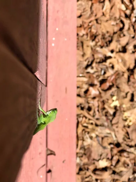 Pandangan Atas Kadal Gecko Hijau Terang Teras Depan Bawah Sinar — Stok Foto