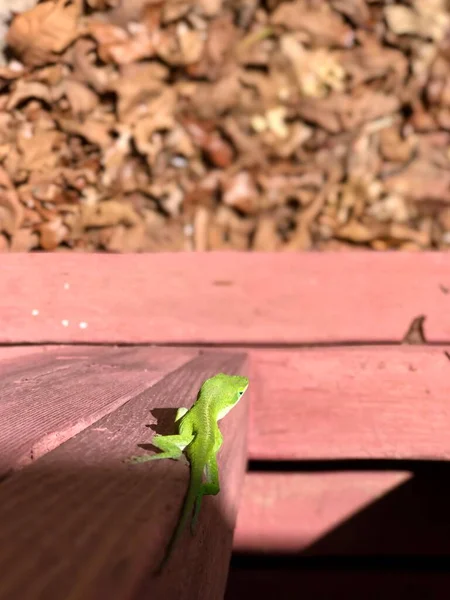 Εναέρια Άποψη Του Φωτεινό Πράσινο Σαύρα Gecko Στην Μπροστινή Βεράντα — Φωτογραφία Αρχείου