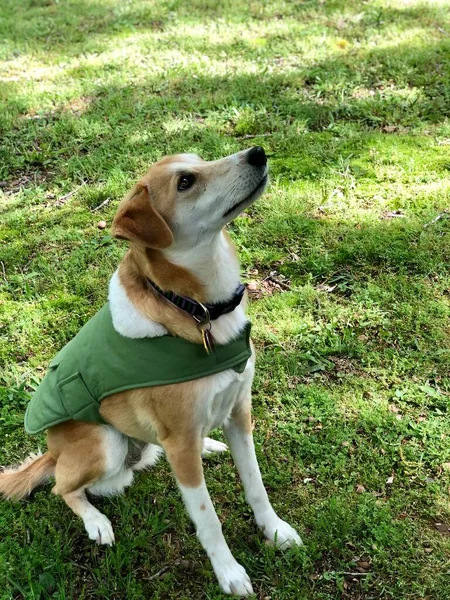 Красивая Собака Воротником Зеленым Пальто Сидящая Зеленой Траве Заднем Дворе — стоковое фото