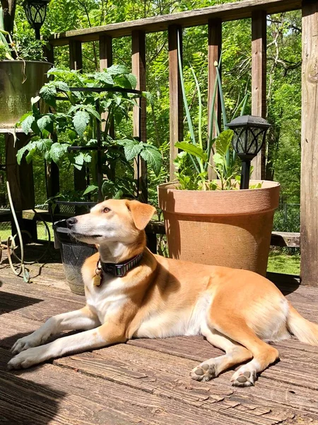 Hübscher Hund Liegt Deck Der Sonne Vor Topfpflanzen — Stockfoto