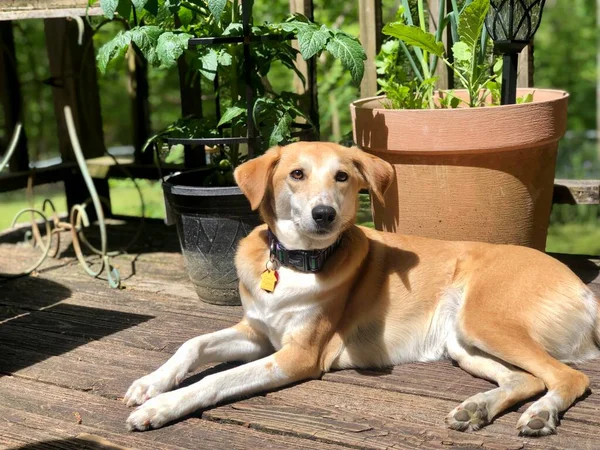 Pretty Hound Dog Lying Deck Sun Front Potted Plants — Stock Photo, Image