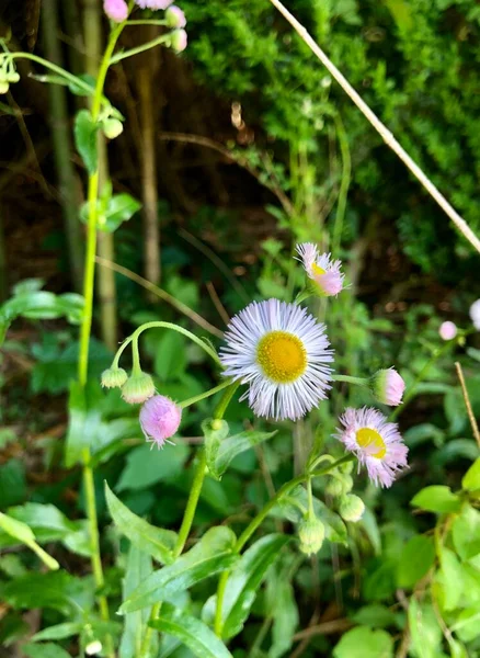 Perto Sol Sombra Margaridas Selvagens Primavera — Fotografia de Stock