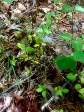 Ormanda güneş ışığı yer seviyesinde örümcek ağı