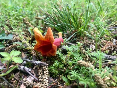 Yakın plan portakal trompeti filizlenir