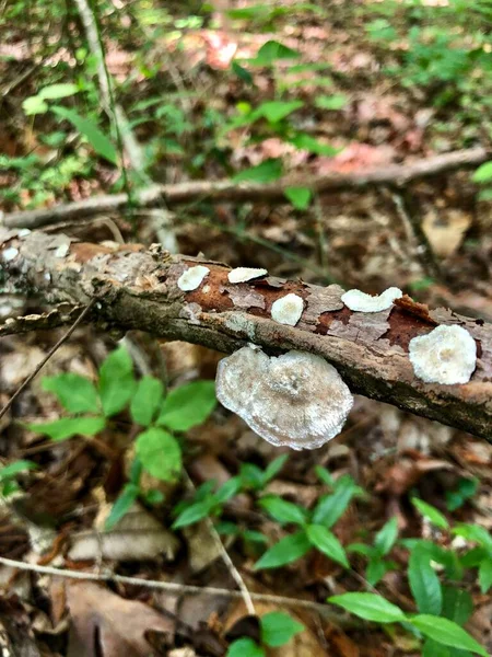 Reihe Von Wildpilzen Auf Umgestürzten Ast Wald — Stockfoto