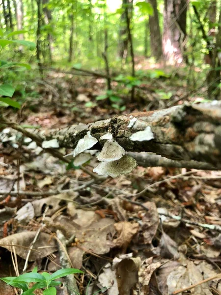 Luz Solar Telaraña Nivel Del Suelo Bosque — Foto de Stock