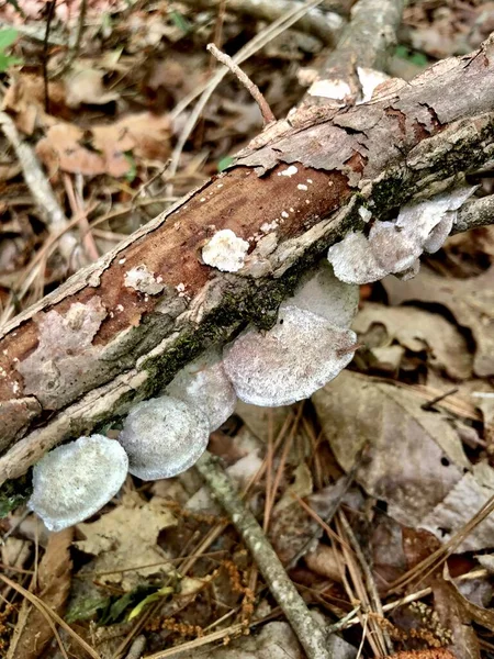 Rangée Champignons Sauvages Sur Branche Arbre Tombé Dans Les Bois — Photo