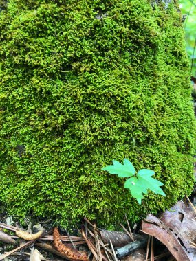 Çam ormanlarında büyüyen parlak yeşil yosunlara yakın çekim