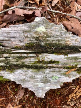 Ormandaki taşlaşmış eski bir ağacın kalıntıları.