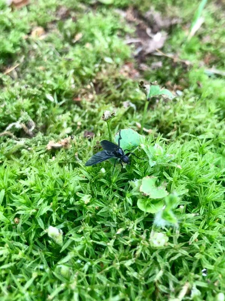 Крихітна Жук Зеленій Рослинності — стокове фото