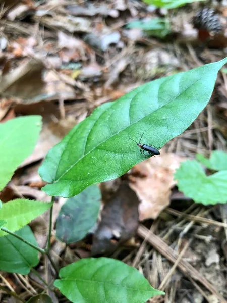 Winziger Käfer Auf Grüner Vegetation — Stockfoto