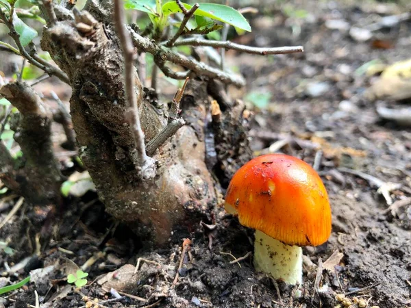 Nahaufnahme Von Wildem Orangefarbenen Frühlingspilz — Stockfoto