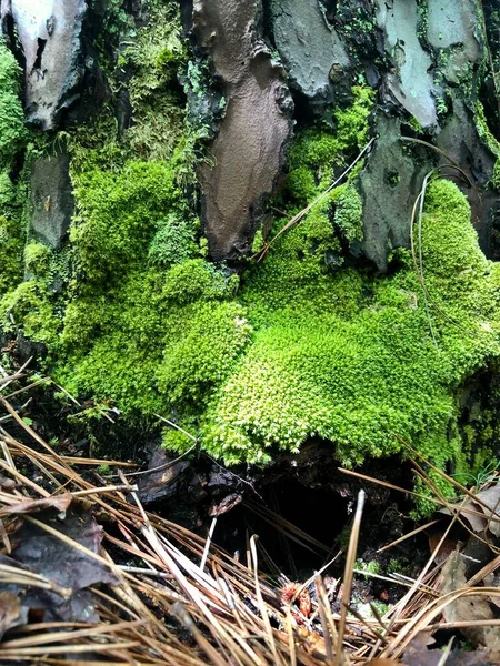 Primo Piano Muschio Verde Brillante Che Cresce Nella Pineta — Foto Stock