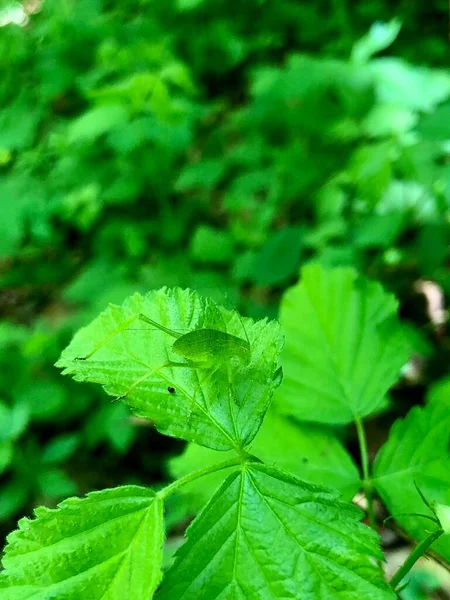 Camuflaje Saltamontes Verde Brillante Hoja Mora Verde Brillante Bosque —  Fotos de Stock