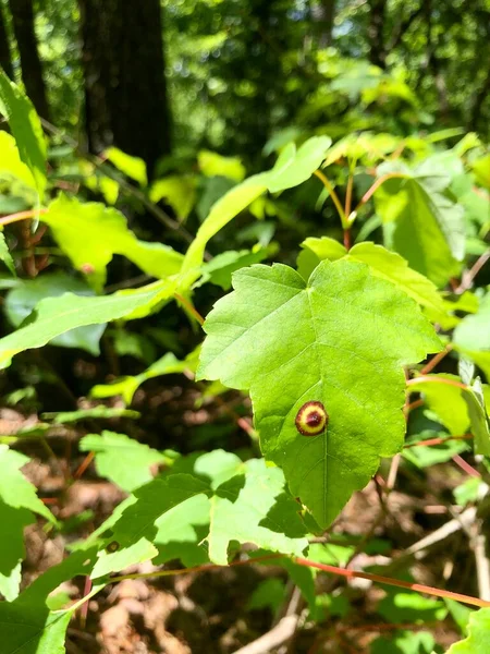 Närbild Ovanliga Målmärken Löv Skogen — Stockfoto