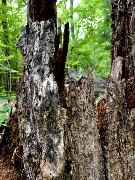 정화조 나무의 — 스톡 사진