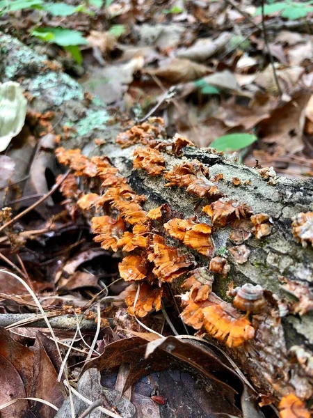 Reihe Von Wildpilzen Auf Umgestürzten Ast Wald — Stockfoto