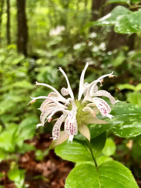 森の中の白い野の花の密室 — ストック写真